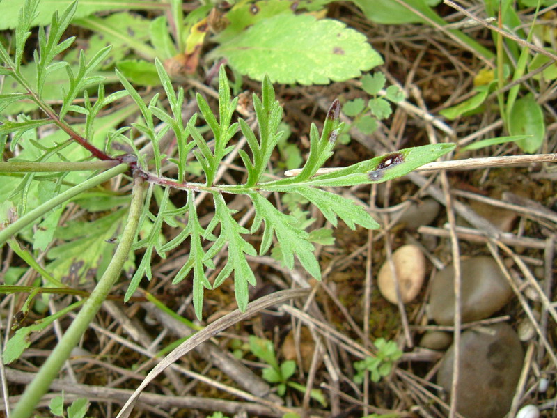 Fiori di greto 7 - Scabiosa sp.